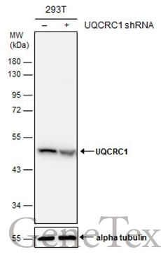 Non-transfected (–) and transfected (+) 293T whole cell extracts (30 μg) were separated by 10% SDS-PAGE, and the membrane was blotted with UQCRC1 antibody (GTX101896) diluted at 1:5000. The HRP-conjugated anti-rabbit IgG antibody (GTX213110-01) was used to detect the primary antibody.