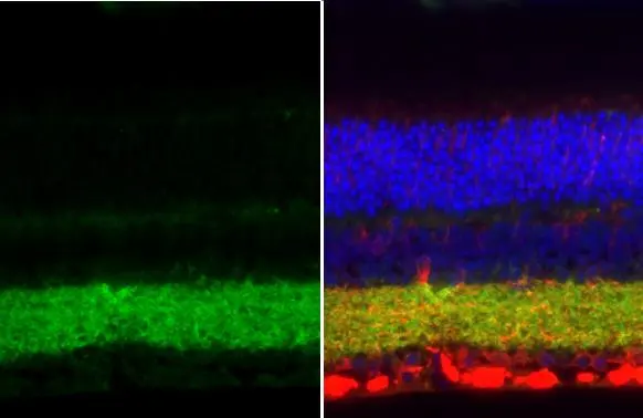 Anti-VGAT antibody [N1N2], N-term (GTX101908) | GeneTex