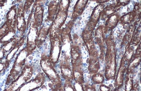 GOT2 antibody detects GOT2 protein at mitochondria by immunohistochemical analysis. Sample: Paraffin-embedded rat kidney. GOT2 stained by GOT2 antibody (GTX101930) diluted at 1:1000. Antigen Retrieval: Citrate buffer, pH 6.0, 15 min
