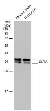 Various tissue extracts (50 μg) were separated by 12% SDS-PAGE, and the membrane was blotted with CLTA antibody (GTX101939) diluted at 1:1000. The HRP-conjugated anti-rabbit IgG antibody (GTX213110-01) was used to detect the primary antibody.