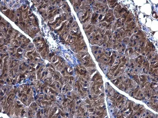 PHGDH antibody [N1N2], N-term detects PHGDH protein at cytoplasm on mouse pancreas by immunohistochemical analysis. Sample: Paraffin-embedded mouse pancreas. PHGDH antibody [N1N2], N-term (GTX101948) diluted at 1:500. 
 Antigen Retrieval: Trilogy? (EDTA based, pH 8.0) buffer, 15min