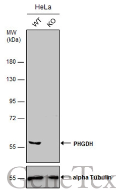 Wild-type (WT) and PHGDH knockout (KO) HeLa cell extracts (30 μg) were separated by 7.5% SDS-PAGE, and the membrane was blotted with PHGDH antibody [N1N2], N-term (GTX101948) diluted at 1:500. The HRP-conjugated anti-rabbit IgG antibody (GTX213110-01) was used to detect the primary antibody.