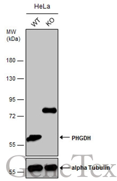 Wild-type (WT) and PHGDH knockout (KO) HeLa cell extracts (30 μg) were separated by 7.5% SDS-PAGE, and the membrane was blotted with PHGDH antibody [N3C2], Internal (GTX101949) diluted at 1:1000. The HRP-conjugated anti-rabbit IgG antibody (GTX213110-01) was used to detect the primary antibody.