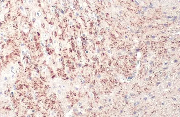 TPH2 antibody [N3C3] detects TPH2 protein at cell membrane by immunohistochemical analysis. Sample: Paraffin-embedded mouse brain. TPH2 stained by TPH2 antibody [N3C3] (GTX101962) diluted at 1:500. Antigen Retrieval: Citrate buffer, pH 6.0, 15 min