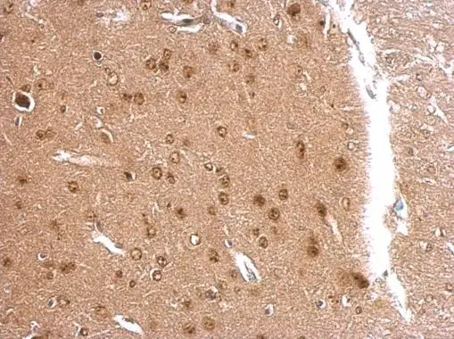 APLP2 antibody [N1N2], N-term detects APLP2 protein at nucleus on mouse fore brain by immunohistochemical analysis. Sample: Paraffin-embedded mouse fore brain. APLP2 antibody [N1N2], N-term (GTX101970) dilution: 1:500. 
 Antigen Retrieval: Trilogy? (EDTA based, pH 8.0) buffer, 15min