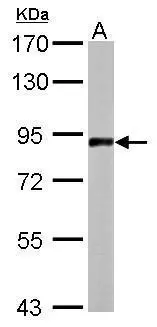 APLP2 antibody [N1N2], N-term detects APLP2 protein by Western blot analysis. A. 50 μg mouse brain lysate/extract 7.5 % SDS-PAGE APLP2 antibody [N1N2], N-term (GTX101970) dilution: 1:1000