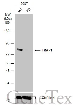Wild-type (WT) and TRAP1 knockout (KO) 293T cell extracts (30 μg) were separated by 7.5% SDS-PAGE, and the membrane was blotted with TRAP1 antibody (GTX102017) diluted at 1:500. The HRP-conjugated anti-rabbit IgG antibody (GTX213110-01) was used to detect the primary antibody.