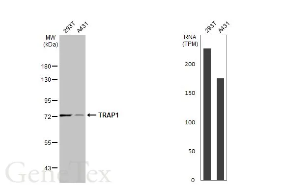 Various whole cell extracts (30 μg) were separated by 7.5% SDS-PAGE, and the membrane was blotted with TRAP1 antibody (GTX102017) diluted at 1:1000. The HRP-conjugated anti-rabbit IgG antibody (GTX213110-01) was used to detect the primary antibody. Corresponding RNA expression data for the same cell lines are based on Human Protein Atlas program.