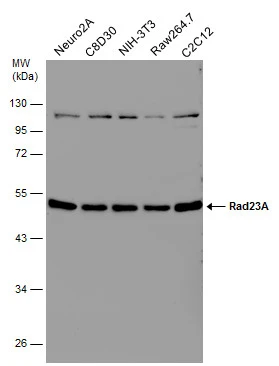 Various whole cell extracts (30 μg) were separated by 10% SDS-PAGE, and the membrane was blotted with Rad23A antibody [N3C3] (GTX102032) diluted at 1:1000.