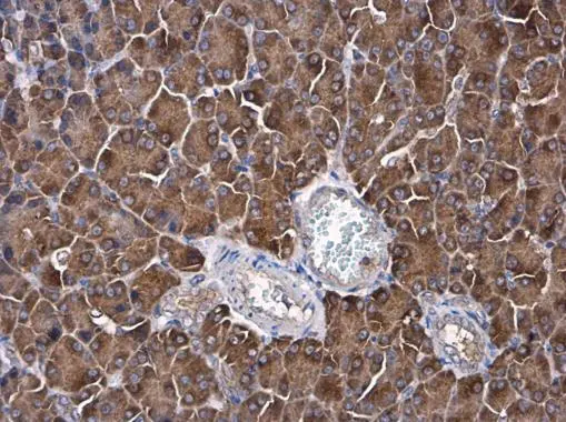 AFG3L2 antibody [N1N2], N-term detects AFG3L2 protein at cytoplasm in rat pancreas by immunohistochemical analysis. Sample: Paraffin-embedded rat pancreas. AFG3L2 antibody [N1N2], N-term (GTX102036) diluted at 1:500. 
 Antigen Retrieval: Citrate buffer, pH 6.0, 15 min