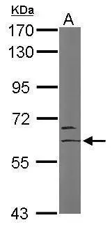 Sample (50 ug of whole cell lysate) A: Mouse brain 7.5% SDS PAGE GTX102041 diluted at 1:1000