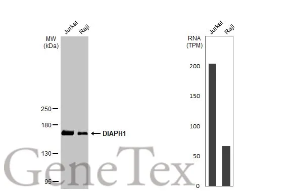 Various whole cell extracts (30 μg) were separated by 5% SDS-PAGE, and the membrane was blotted with DIAPH1 antibody [C2C3], C-term (GTX102057) diluted at 1:1000. The HRP-conjugated anti-rabbit IgG antibody (GTX213110-01) was used to detect the primary antibody. Corresponding RNA expression data for the same cell lines are based on Human Protein Atlas program.
