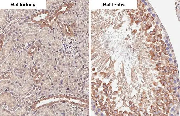 ADAMTSL2 antibody [C3], C-term detects ADAMTSL2 protein by immunohistochemical analysis. Sample: Paraffin-embedded rat tissues. ADAMTSL2 stained by ADAMTSL2 antibody [C3], C-term (GTX102069) diluted at 1:100. Antigen Retrieval: Citrate buffer, pH 6.0, 15 min