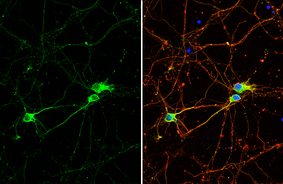 beta Tubulin 4 antibody detects beta Tubulin 4 protein by immunofluorescent analysis. Sample: DIV9 rat E18 primary cortical neuron cells were fixed in 4% paraformaldehyde at RT for 15 min. Green: beta Tubulin 4 stained by beta Tubulin 4 antibody (GTX102095) diluted at 1:500. Red: beta Tubulin 3/ Tuj1, stained by beta Tubulin 3/ Tuj1 antibody [GT11710] (GTX631836) diluted at 1:500. Blue: Fluoroshield with DAPI (GTX30920).