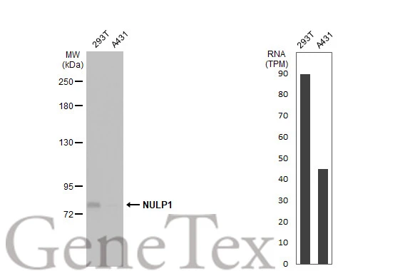 Various whole cell extracts (30 μg) were separated by 5% SDS-PAGE, and the membrane was blotted with NULP1 antibody [C1C3] (GTX102102) diluted at 1:500. The HRP-conjugated anti-rabbit IgG antibody (GTX213110-01) was used to detect the primary antibody.Corresponding RNA expression data for the same cell lines are based on Human Protein Atlas program.