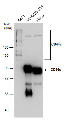 Wild-type (WT) and CD44 knockout (KO) HeLa cell extracts (30 ug) were separated by 7.5% SDS-PAGE,and the membrane was blotted with CD44 antibody (GTX102111) diluted at 1:7000.