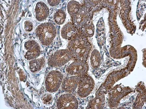 TMED9 antibody [N1C3] detects TMED9 protein at cytoplasm in mouse duodenum by immunohistochemical analysis. Sample: Paraffin-embedded mouse duodenum. TMED9 antibody [N1C3] (GTX102163) diluted at 1:500. 
 Antigen Retrieval: Citrate buffer, pH 6.0, 15 min
