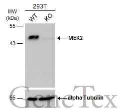 Wild-type (WT) and MEK2 knockout (KO) 293T cell extracts (30 μg) were separated by 10% SDS-PAGE, and the membrane was blotted with MEK2 antibody (GTX102186) diluted at 1:1000. The HRP-conjugated anti-rabbit IgG antibody (GTX213110-01) was used to detect the primary antibody.