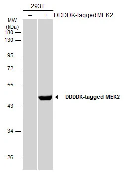 Non-transfected (–) and transfected (+) 293T whole cell extracts (30 μg) were separated by 10% SDS-PAGE, and the membrane was blotted with MEK2 antibody (GTX102186) diluted at 1:25000. The HRP-conjugated anti-rabbit IgG antibody (GTX213110-01) was used to detect the primary antibody, and the signal was developed with Trident ECL plus-Enhanced.