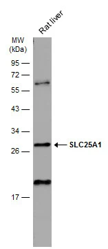 SLC25A1 antibody [N1C1]