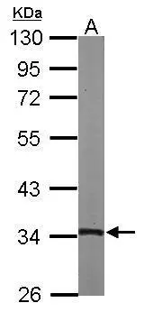 Sample (50 ug of whole cell lysate) A: mouse heart 10% SDS PAGE GTX102192 diluted at 1:1000