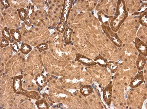 PPP2R1A antibody detects PPP2R1A protein at cytoplasm in mouse kidney by immunohistochemical analysis. Sample: Paraffin-embedded mouse kidney. PPP2R1A antibody (GTX102206) diluted at 1:2500. 
 Antigen Retrieval: Citrate buffer, pH 6.0, 15 min