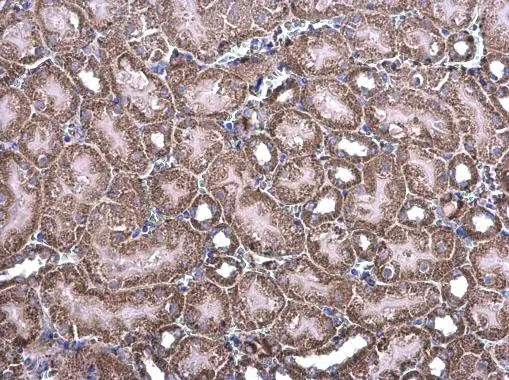 NDUFV1 antibody [N3C3] detects NDUFV1 protein at cytoplasm on mouse kidney by immunohistochemical analysis. Sample: Paraffin-embedded mouse kidney. NDUFV1 antibody [N3C3] (GTX102209) diluted at 1:500. 
 Antigen Retrieval: Trilogy? (EDTA based, pH 8.0) buffer, 15min