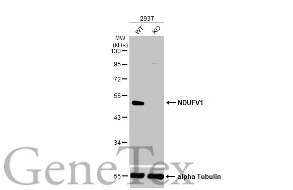 Wild-type (WT) and NDUFV1 knockout (KO) 293T cell extracts (30 μg) were separated by 10% SDS-PAGE, and the membrane was blotted with NDUFV1 antibody [N3C3] (GTX102209) diluted at 1:1000. The HRP-conjugated anti-rabbit IgG antibody (GTX213110-01) was used to detect the primary antibody.