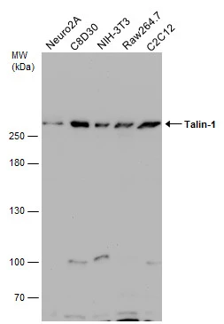 Various whole cell extracts (30 μg) were separated by 5% SDS-PAGE, and the membrane was blotted with Talin-1 antibody [C3], C-term (GTX102215) diluted at 1:500.