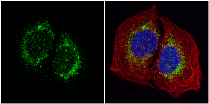 ORP150 antibody [C2C3], C-term detects ORP150 protein at cytoplasm by immunofluorescent analysis. Sample: U2OS cells were fixed in 4% paraformaldehyde at RT for 15 min. Green: ORP150 protein stained by ORP150 antibody [C2C3], C-term (GTX102255) diluted at 1:1000. Red: alpha Tubulin, a cytoskeleton marker, stained by alpha Tubulin antibody [GT114] (GTX628802) diluted at 1:1000. Blue: Hoechst 33342 staining.