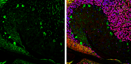 Aldolase C antibody [N1C1] detects Aldolase C protein expression by immunohistochemical analysis. Sample: Frozen-sectioned adult mouse cerebellum. Green: Aldolase C protein stained by Aldolase C antibody [N1C1] (GTX102284) diluted at 1:250. Red: NeuN, stained by NeuN antibody [2Q158] (GTX30773) diluted at 1:500. Blue: Fluoroshield with DAPI (GTX30920).
