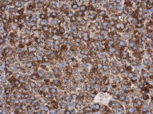 CDC25A antibody detects CDC25A protein at cytoplasm in mouse liver by immunohistochemical analysis. Sample: Paraffin-embedded mouse liver. CDC25A antibody (GTX102308) diluted at 1:500. 
 Antigen Retrieval: Citrate buffer, pH 6.0, 15 min