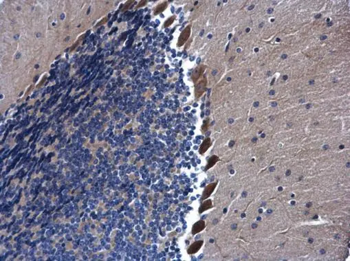 AHA-1 antibody [N1C1] detects AHA-1 protein at cytoplasm in mouse brain by immunohistochemical analysis. Sample: Paraffin-embedded mouse brain. AHA-1 antibody [N1C1] (GTX102312) diluted at 1:500. 
 Antigen Retrieval: Citrate buffer, pH 6.0, 15 min