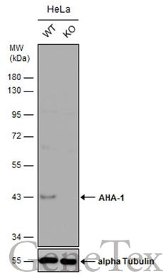 Wild-type (WT) and AHA-1 knockout (KO) HeLa cell extracts (30 μg) were separated by 10% SDS-PAGE, and the membrane was blotted with AHA-1 antibody [N1C1] (GTX102312) diluted at 1:500. The HRP-conjugated anti-rabbit IgG antibody (GTX213110-01) was used to detect the primary antibody.