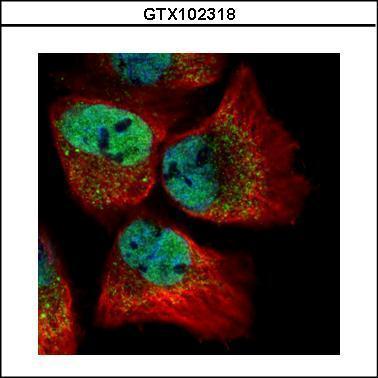 Confocal immunofluorescence analysis (Olympus FV10i) of paraformaldehyde-fixed A431, using CLOCK(GTX102318) antibody (Green) at 1:500 dilution. Alpha-tubulin filaments were labeled with GTX11304 (Red) at 1:2000.