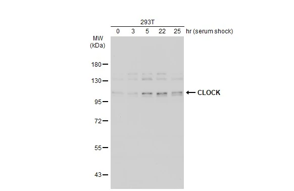 Untreated (–) and treated (+) 293T whole cell extracts (30 μg) were separated by 7.5% SDS-PAGE, and the membrane was blotted with CLOCK antibody [C2C3], C-term (GTX102318) diluted at 1:1000. The HRP-conjugated anti-rabbit IgG antibody (GTX213110-01) was used to detect the primary antibody.