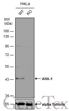 Wild-type (WT) and AHA-1 knockout (KO) HeLa cell extracts (30 μg) were separated by 10% SDS-PAGE, and the membrane was blotted with AHA-1 antibody [N2C3] (GTX102321) diluted at 1:30000. The HRP-conjugated anti-rabbit IgG antibody (GTX213110-01) was used to detect the primary antibody.