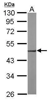 EEF1A2 antibody