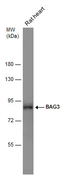 Rat tissue extract (50 μg) was separated by 7.5% SDS-PAGE, and the membrane was blotted with BAG3 antibody [N1C1] (GTX102343) diluted at 1:500.