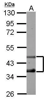 Sample (50 ug of whole cell lysate) A: mouse muscle 10% SDS PAGE GTX102365 diluted at 1:1000 Sample (50 ug of whole cell lysate) A: mouse muscle 10% SDS PAGE GTX102365 diluted at 1:1000