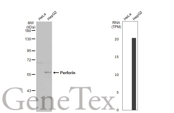 Various whole cell extracts (30 μg) were separated by 7.5% SDS-PAGE, and the membrane was blotted with Perforin antibody [N1N3] (GTX102379) diluted at 1:1000. The HRP-conjugated anti-rabbit IgG antibody (GTX213110-01) was used to detect the primary antibody, and the signal was developed with Trident ECL plus-Enhanced. Corresponding RNA expression data for the same cell lines are based on Human Protein Atlas program.