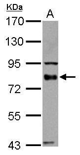 BAG3 antibody detects BAG3 protein by western blot analysis. A. 50 ug mouse heart lysate/extract 7.5% SDS-PAGE BAG3 antibody (GTX102396).The HRP-conjugated anti-rabbit IgG antibody (GTX213110-01) was used to detect the primary antibody.
