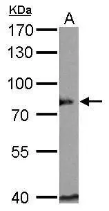 BAG3 antibody detects BAG3 protein by western blot analysis. A. 50 ug mouse heart lysate/extract 7.5% SDS-PAGE BAG3 antibody (GTX102396).The HRP-conjugated anti-rabbit IgG antibody (GTX213110-01) was used to detect the primary antibody.