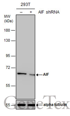 Non-transfected (–) and transfected (+) 293T whole cell extracts (30 μg) were separated by 7.5% SDS-PAGE, and the membrane was blotted with AIF antibody [N1N2], N-term (GTX102399) diluted at 1:4000.