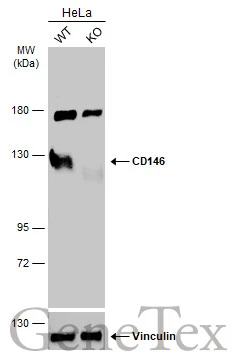 Wild-type (WT) and CD146 knockout (KO) HeLa cell extracts (30 μg) were separated by 5% SDS-PAGE, and the membrane was blotted with CD146 antibody [N1N3] (GTX102413) diluted at 1:500. The HRP-conjugated anti-rabbit IgG antibody (GTX213110-01) was used to detect the primary antibody.