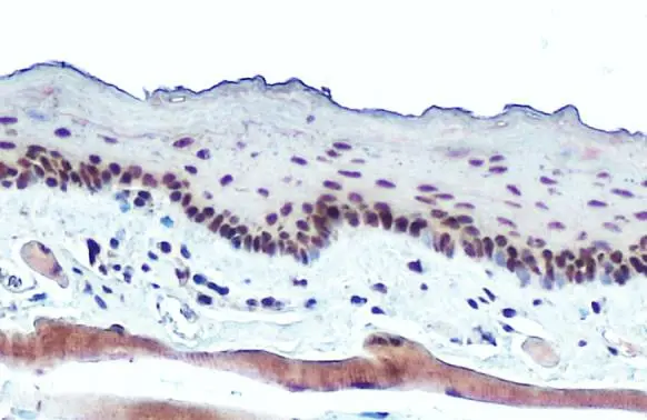RPB2 antibody [N1], N-term detects RPB2 protein at cytoplasm and nucleus by immunohistochemical analysis. Sample: Paraffin-embedded mouse tongue. RPB2 stained by RPB2 antibody [N1], N-term (GTX102535) diluted at 1:500. Antigen Retrieval: Citrate buffer, pH 6.0, 15 min