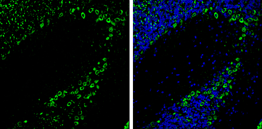 PKC gamma antibody detects PKC gamma protein expression by immunohistochemical analysis. Sample: Frozen-sectioned adult mouse cerebellum. Green: PKC gamma protein stained by PKC gamma antibody (GTX102539) diluted at 1:250. Blue: Fluoroshield with DAPI (GTX30920).