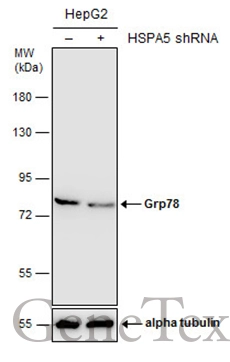 Non-transfected (–) and transfected (+) HepG2 whole cell extracts (30 μg) were separated by 7.5% SDS-PAGE, and the membrane was blotted with Grp78 antibody [C2C3], C-term (GTX102567) diluted at 1:1000.