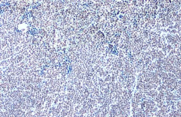 GABPA antibody [N2C2], Internal detects GABPA protein at nucleus by immunohistochemical analysis. Sample: Paraffin-embedded mouse lymph node. GABPA stained by GABPA antibody [N2C2], Internal (GTX102572) diluted at 1:500. Antigen Retrieval: Citrate buffer, pH 6.0, 15 min