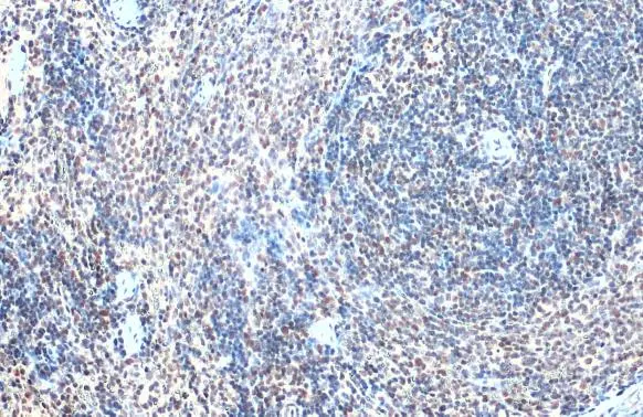 GABPA antibody [N2C2], Internal detects GABPA protein at nucleus by immunohistochemical analysis. Sample: Paraffin-embedded rat spleen. GABPA stained by GABPA antibody [N2C2], Internal (GTX102572) diluted at 1:500. Antigen Retrieval: Citrate buffer, pH 6.0, 15 min